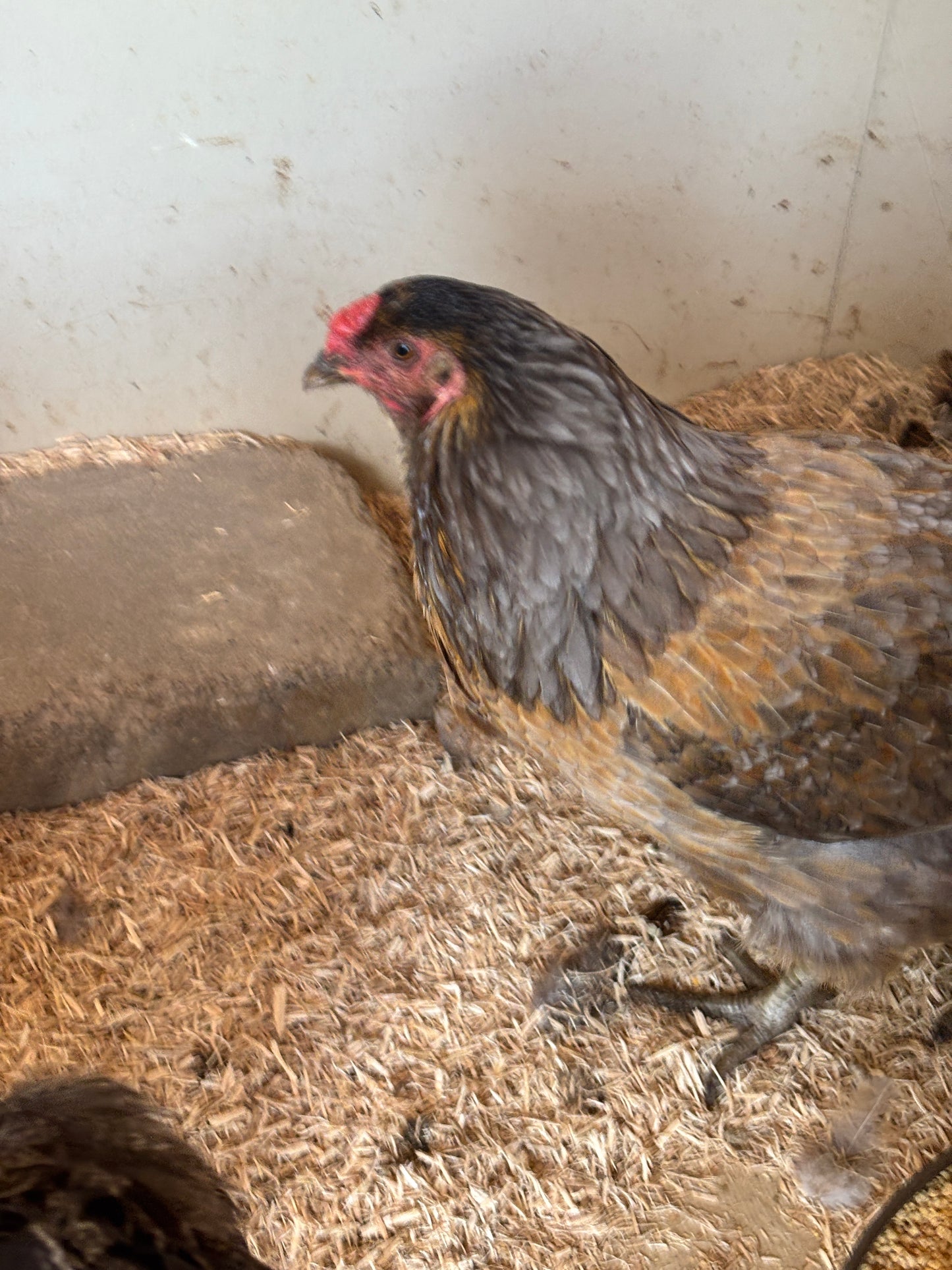 Meryl Cheep