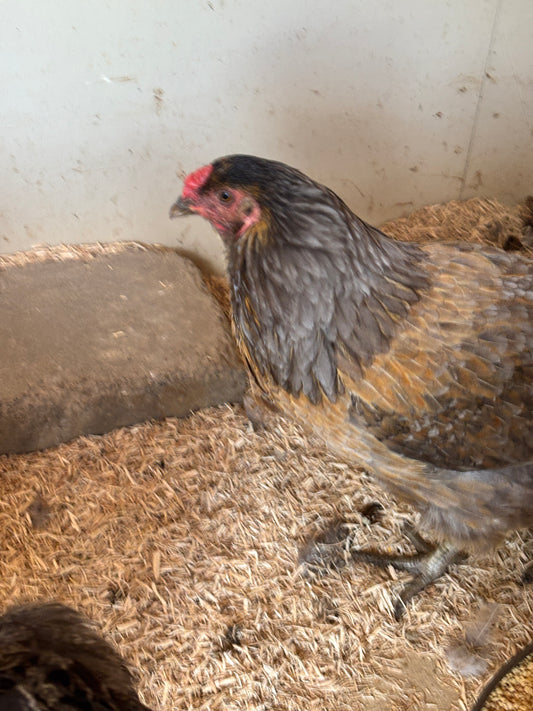 Meryl Cheep
