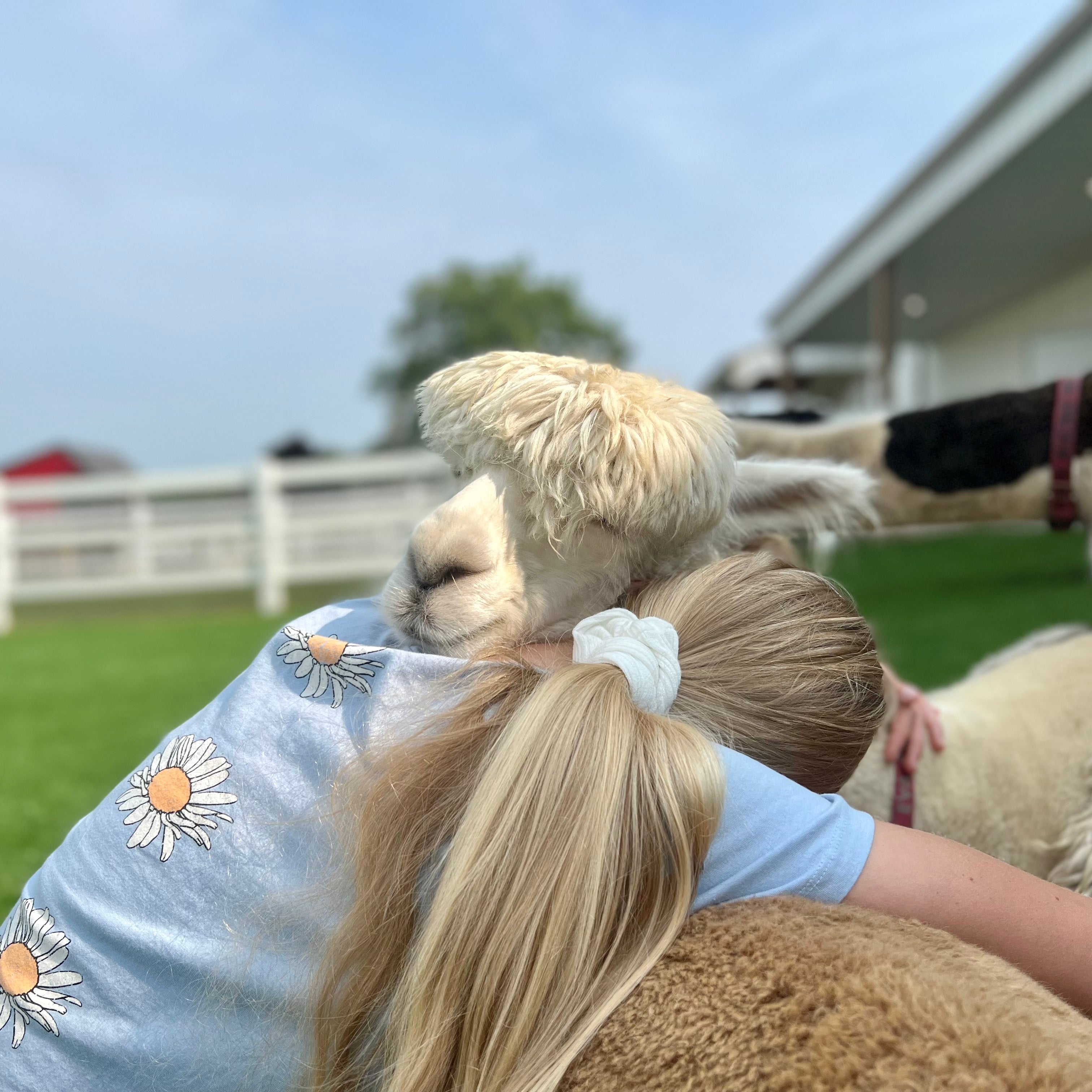 Visitng the farm, day camps and week camps