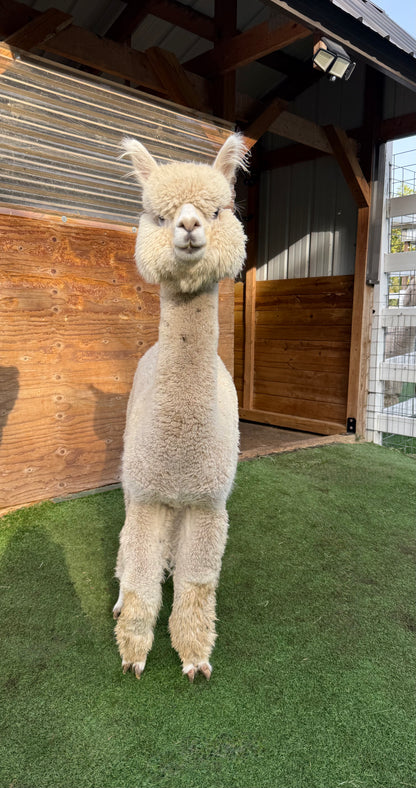 EEF Life is Better On Saturn