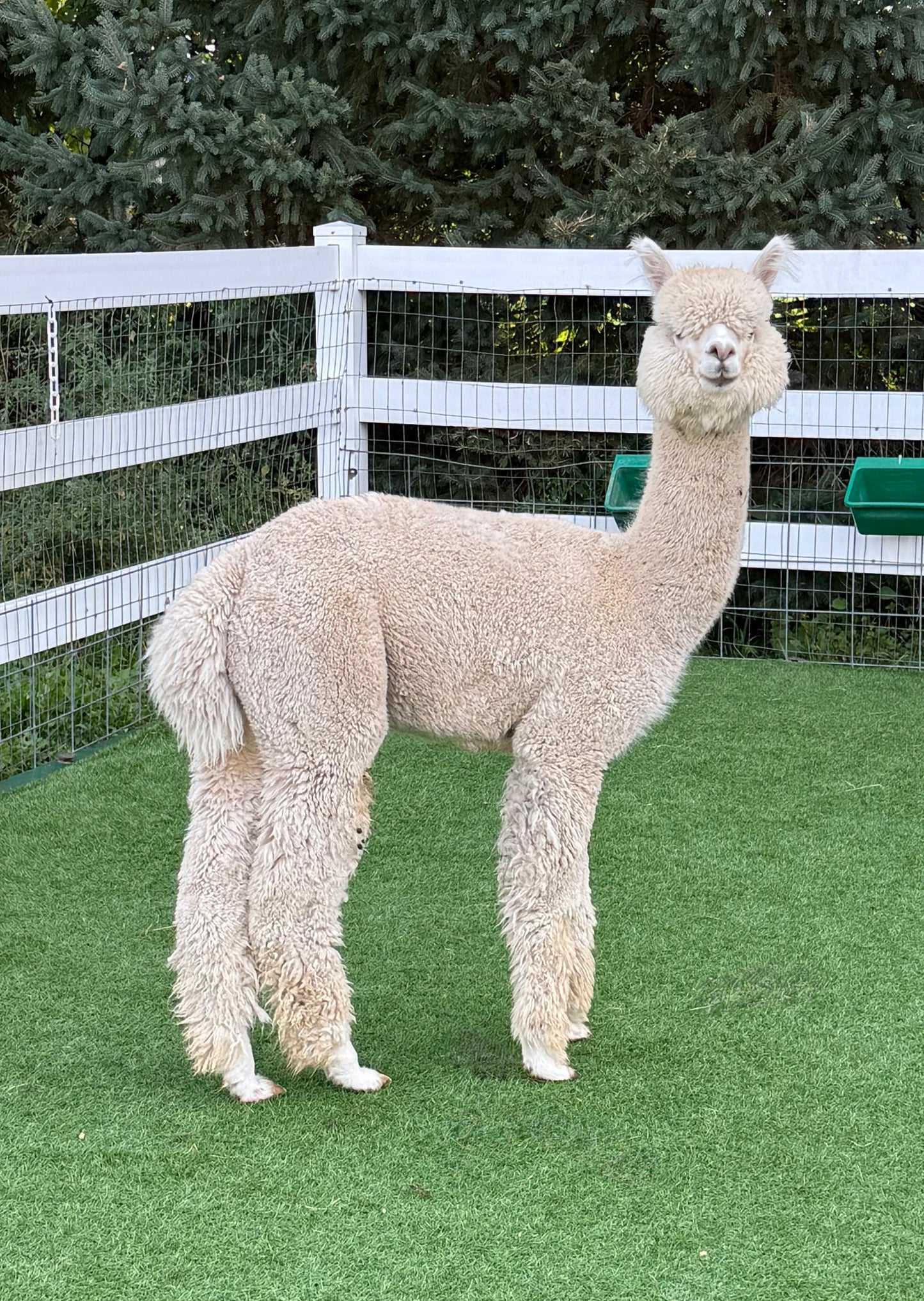 EEF Life is Better On Saturn