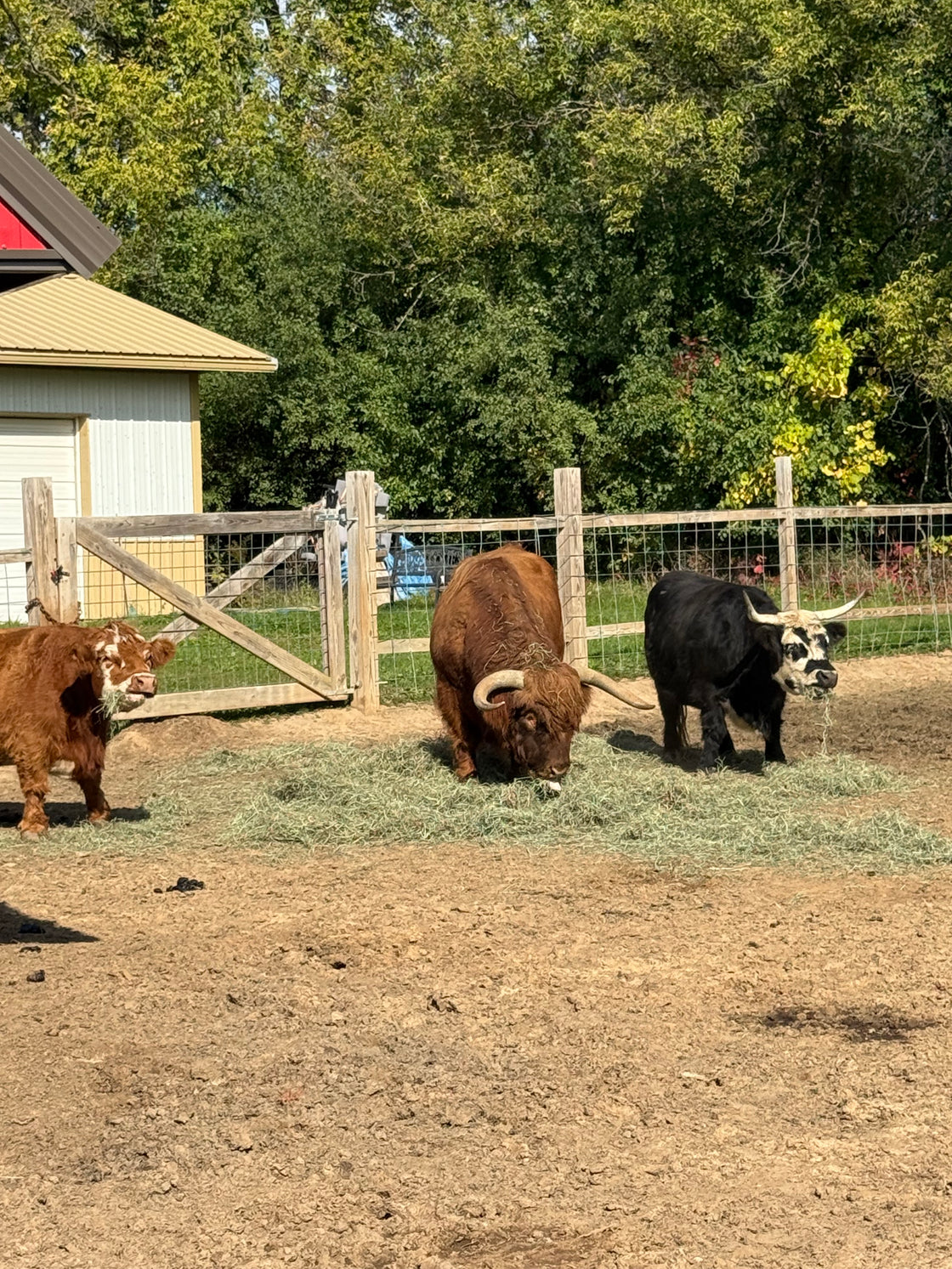 Hay for the Eagle Eye Farm animals this winter