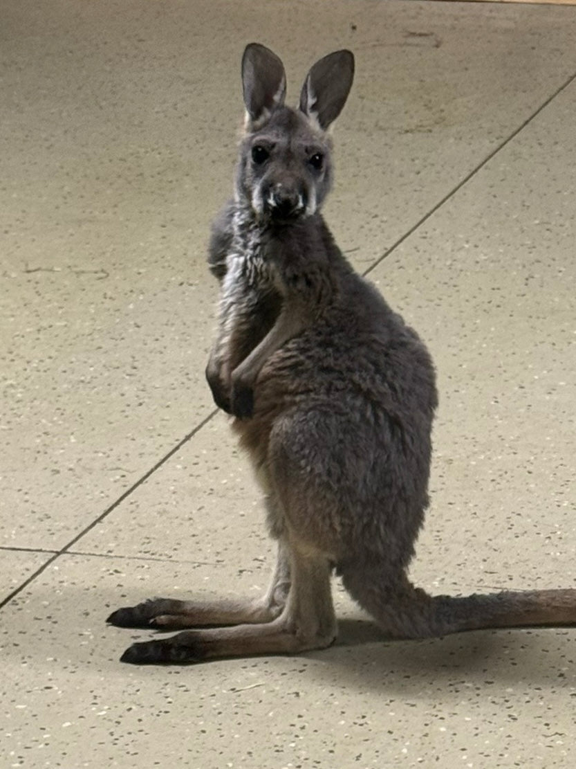 Kangaroo