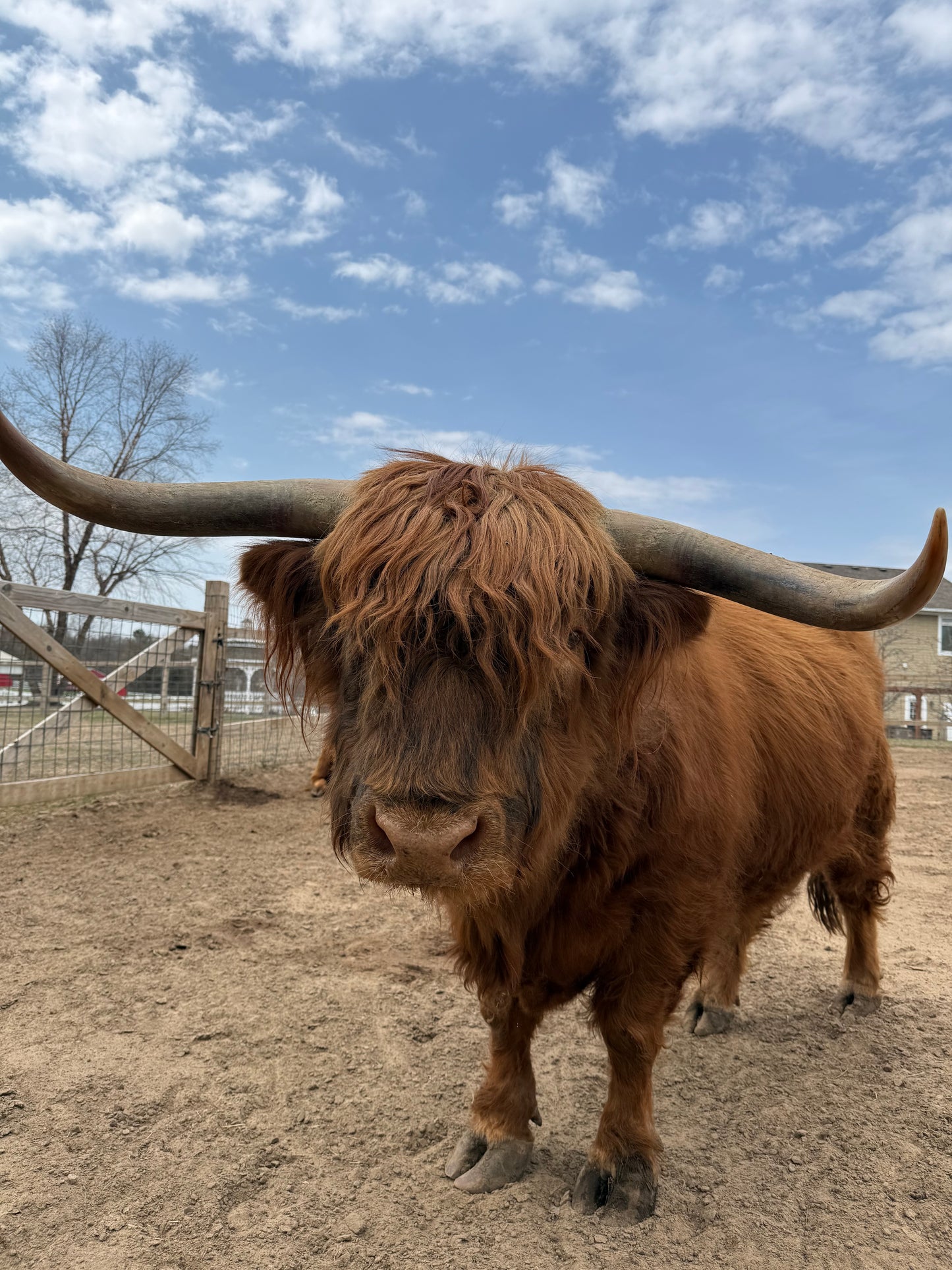 FaceTime Animal Experience