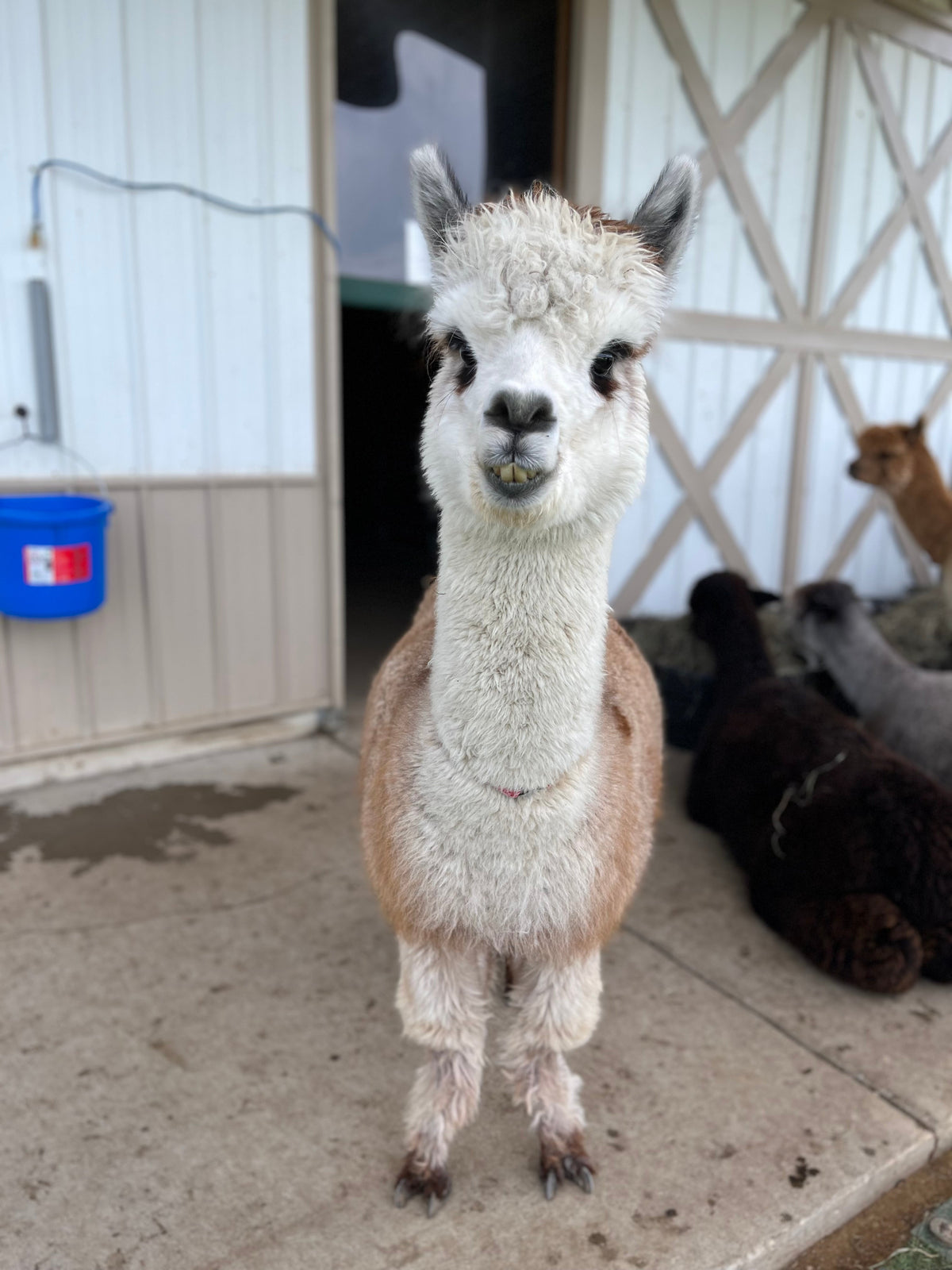 Chi Chi the alpaca