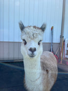Chi Chi the alpaca