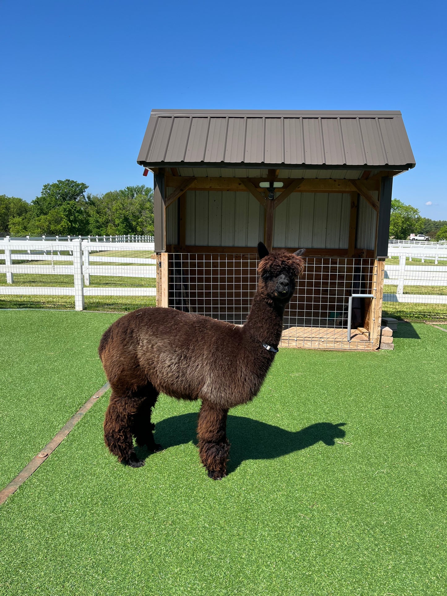 Irish Meadows' Freedom