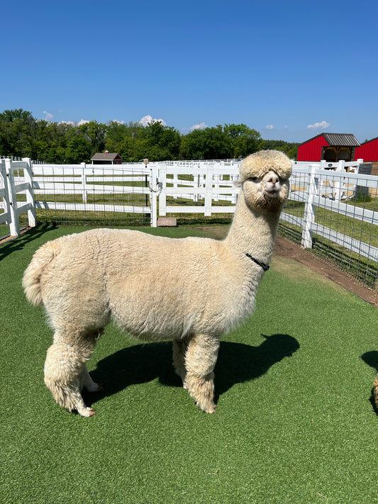 Stillmeadow Farm Mariam