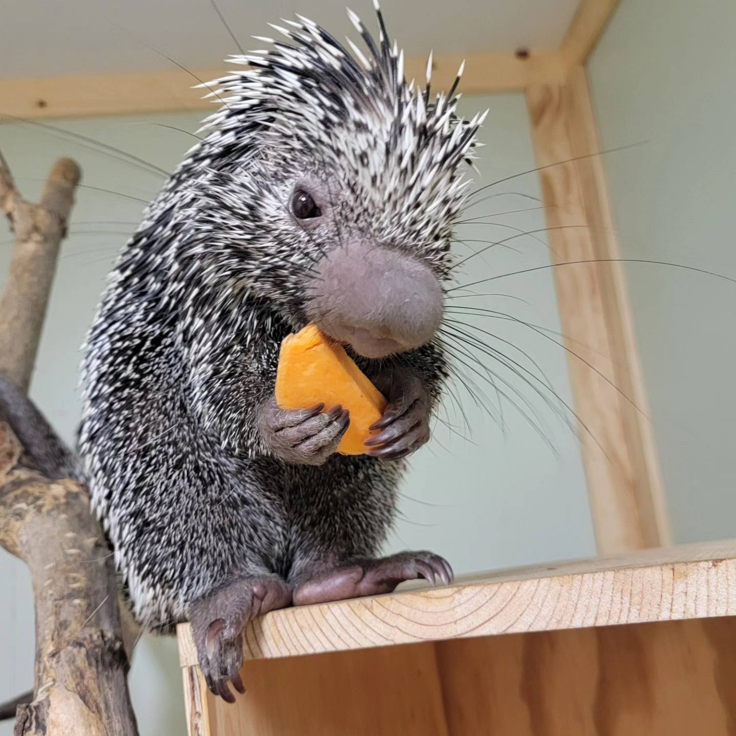 Porcupine Experience