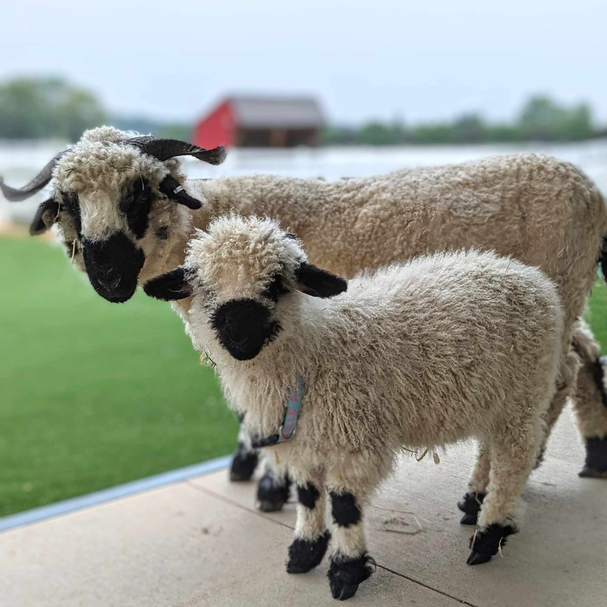 Sheep