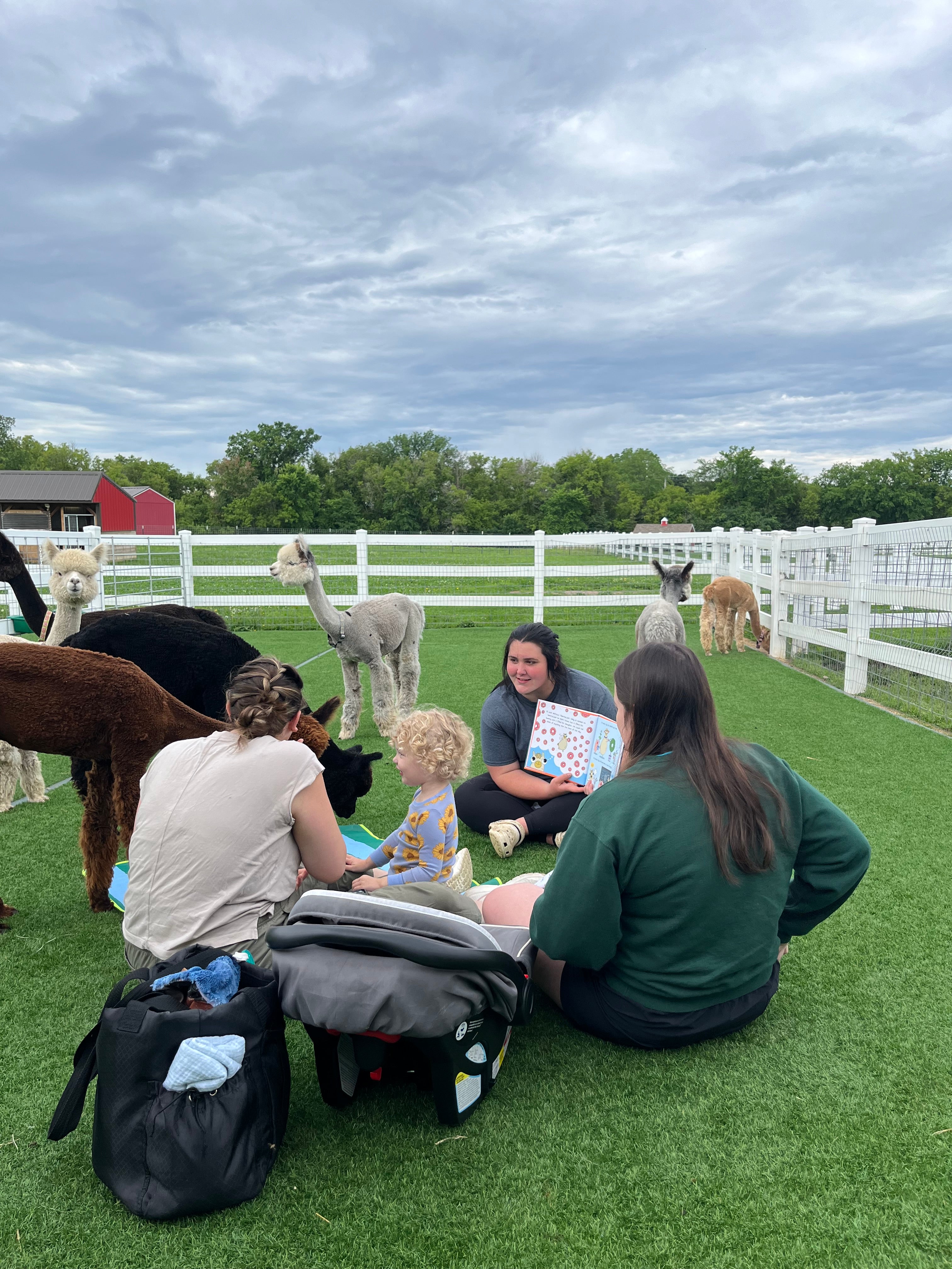 Story time with alpacas