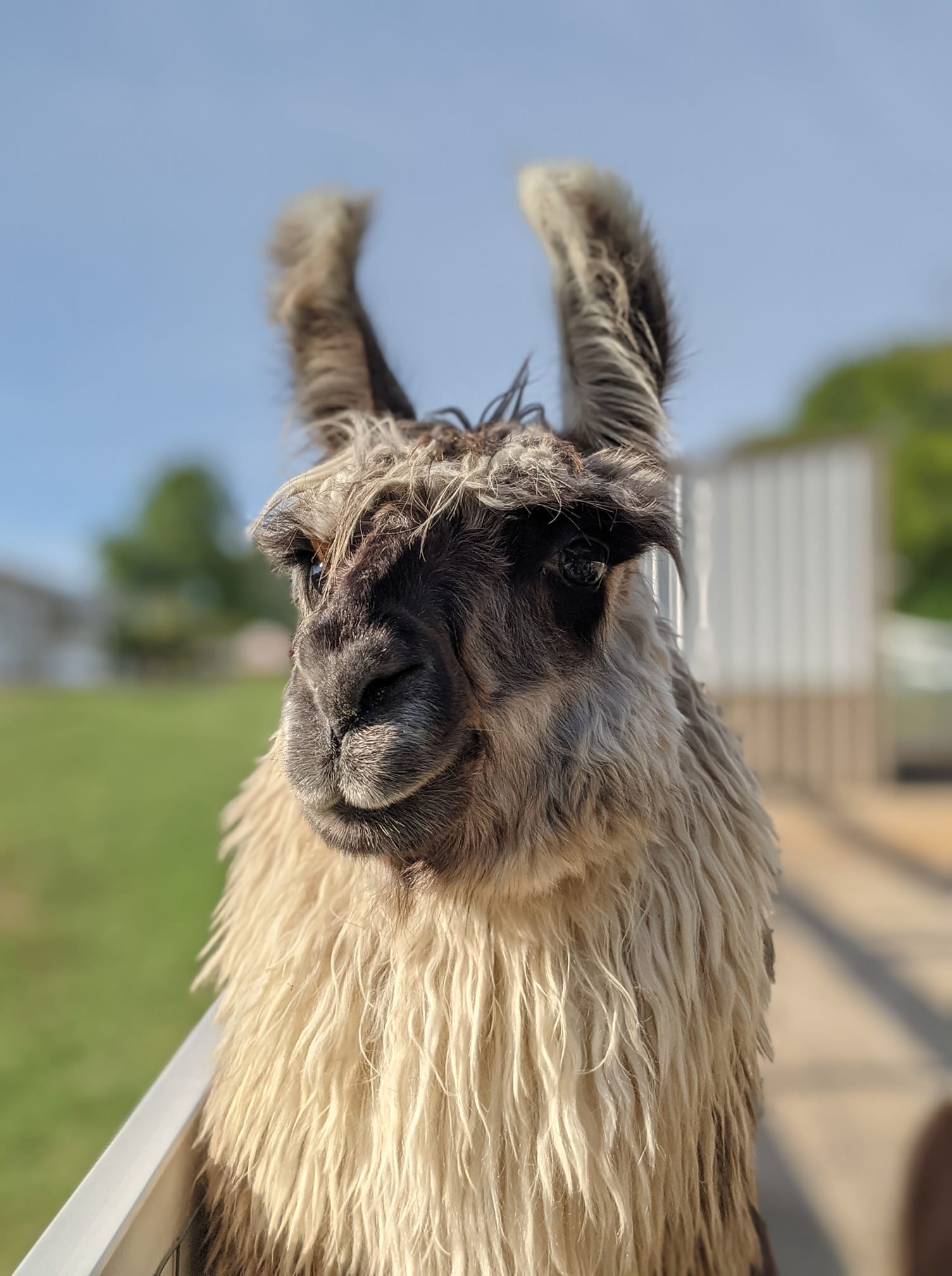 Llamas