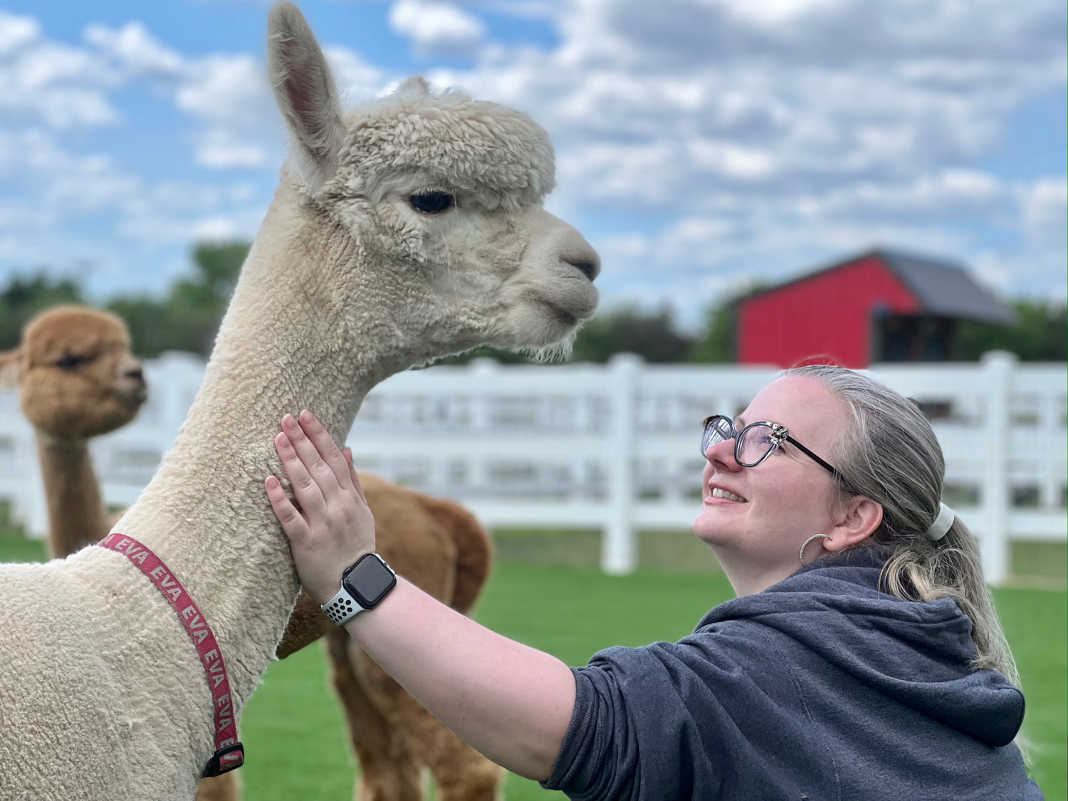 A lady petting a alpaca