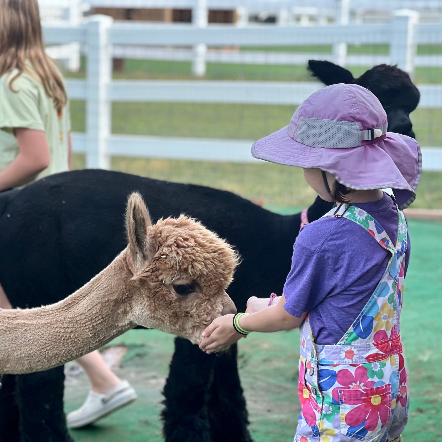 a little girl feeding an alpaca