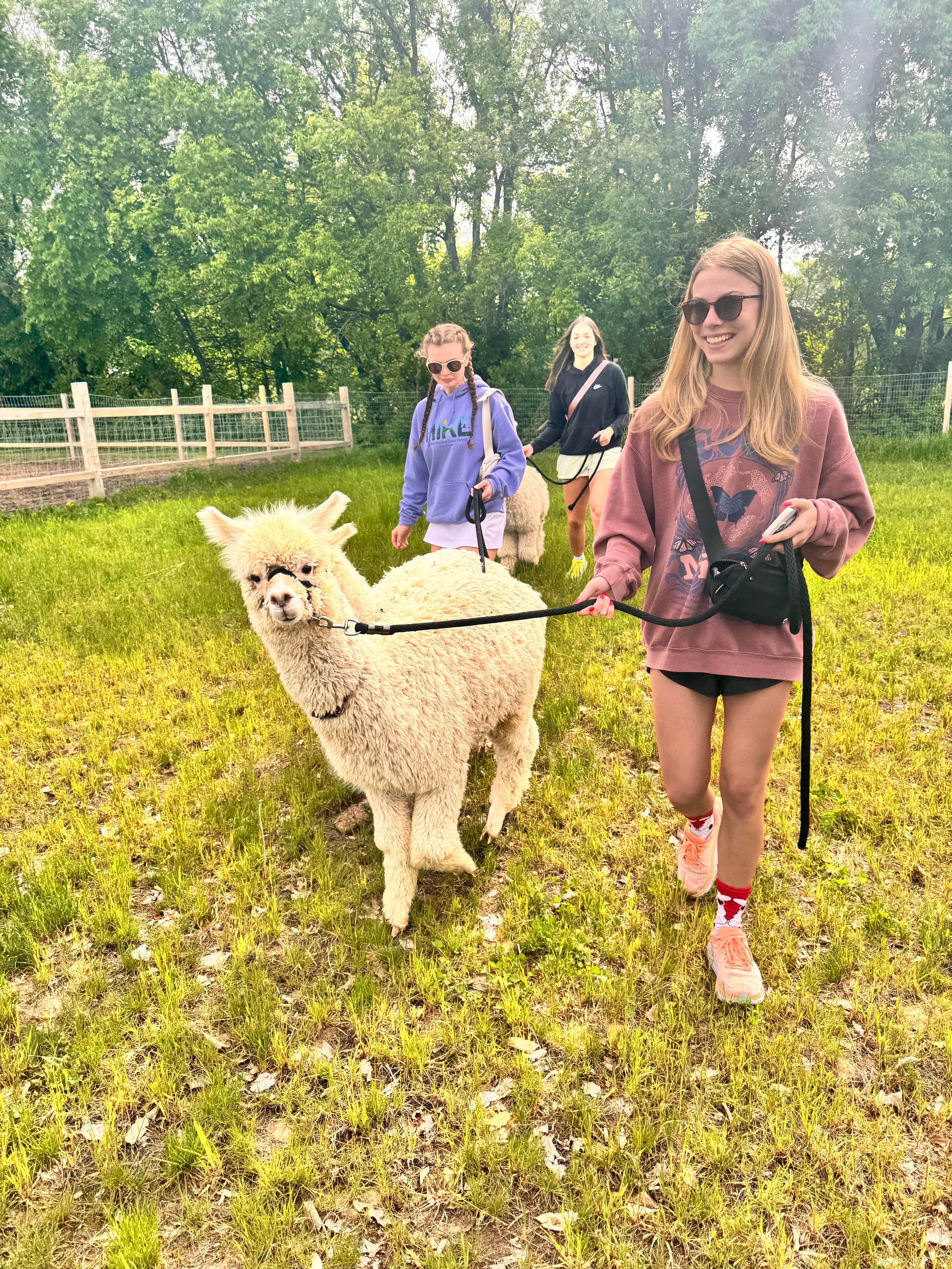 Walking With Alpacas