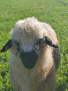 Fiona the sheep close up