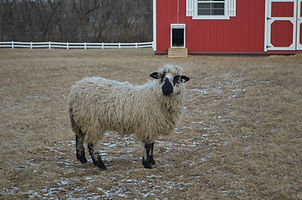 Surly the sheep outside the barn