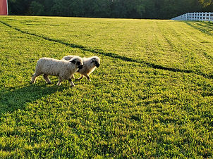 Fiona the sheep in the field