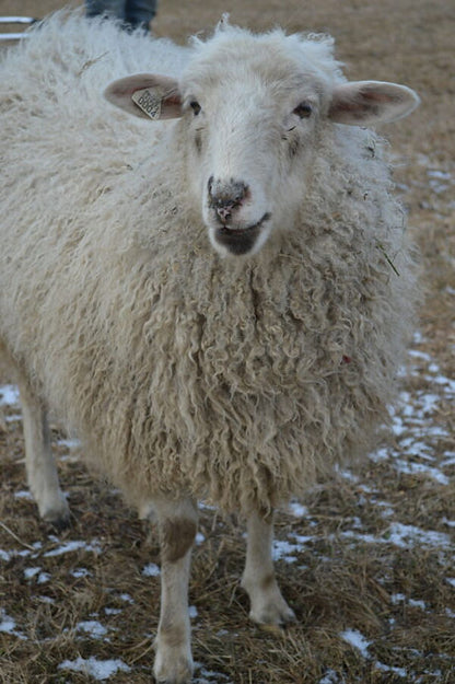 Nora the sheep 