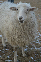 Nora the sheep 