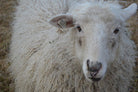 Nora the sheep close up