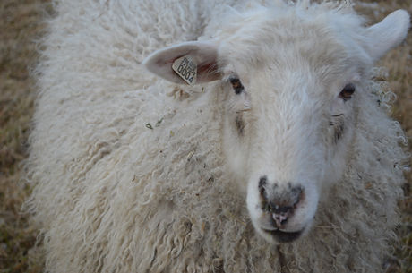 Nora the sheep close up