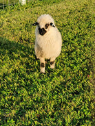 Fraya the sheep