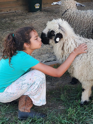 Fiona the sheep with a child