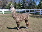 Taz the Llama side profile