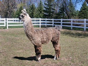Taz the Llama side profile