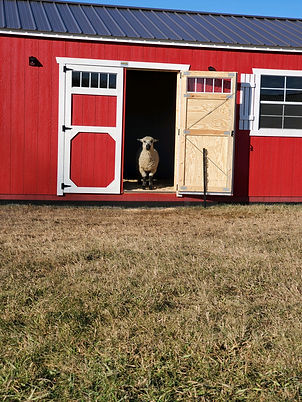 Surly the sheep standing in the door of the barn