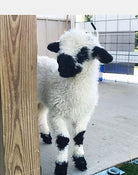 Annabelle the sheep close up