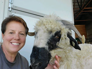 Fiona the sheep with a lady