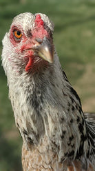 Oprah the chicken