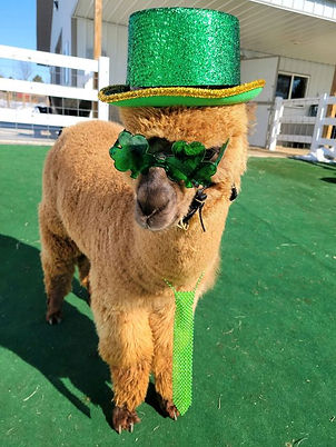 Ford the alpaca dressed up for St.Patricks Day