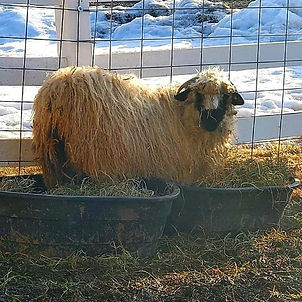 Fiona the sheep outside