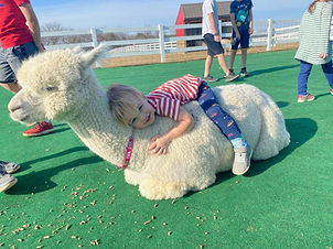 Eva the alpaca laying down with a child hugging her