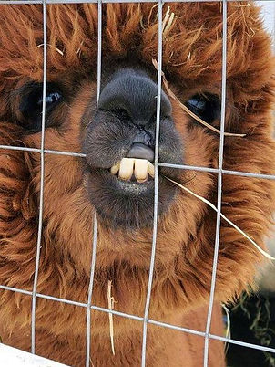 Born to be wild the alpaca biting a fence