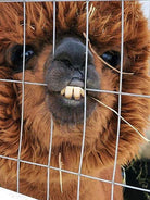 Born to be wild the alpaca biting a fence