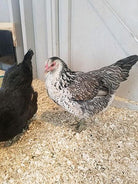 Oprah the chicken