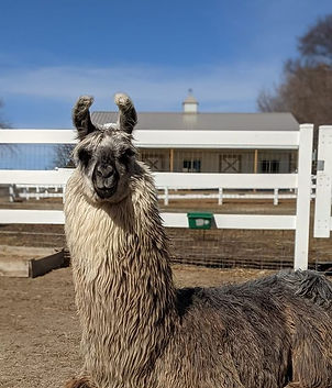 Taz the Llama close up