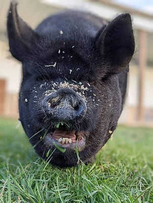 Penelope the pig close up