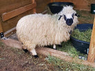 Fraya the sheep side profile
