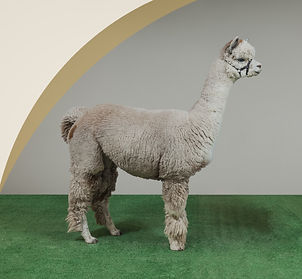 Poppi the alpaca side profile