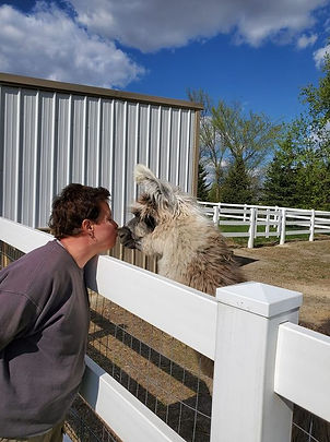 Taz the Llama giving kisses