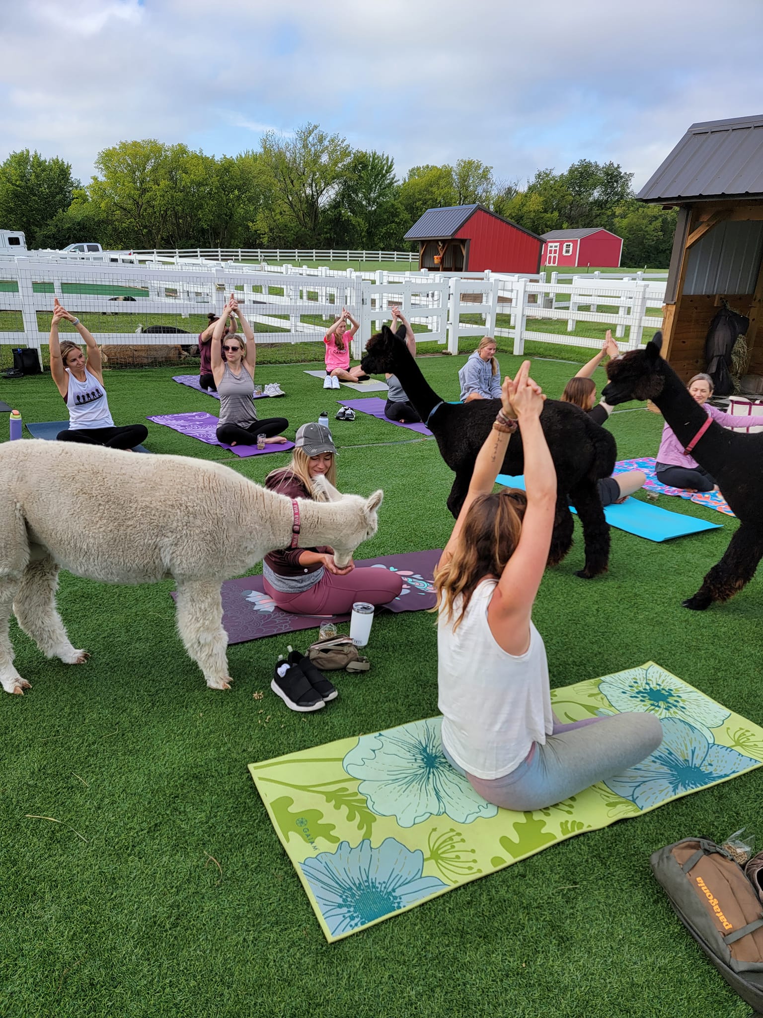 People doing yoga with alpacas